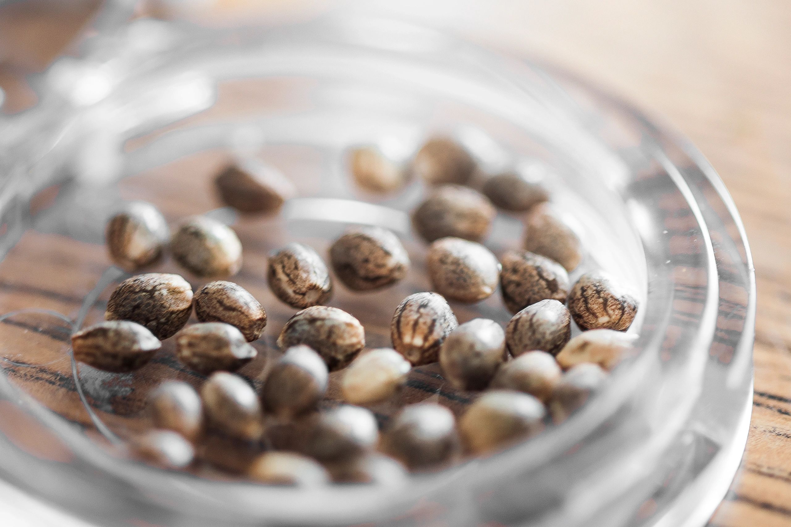 modern cannabis seeds