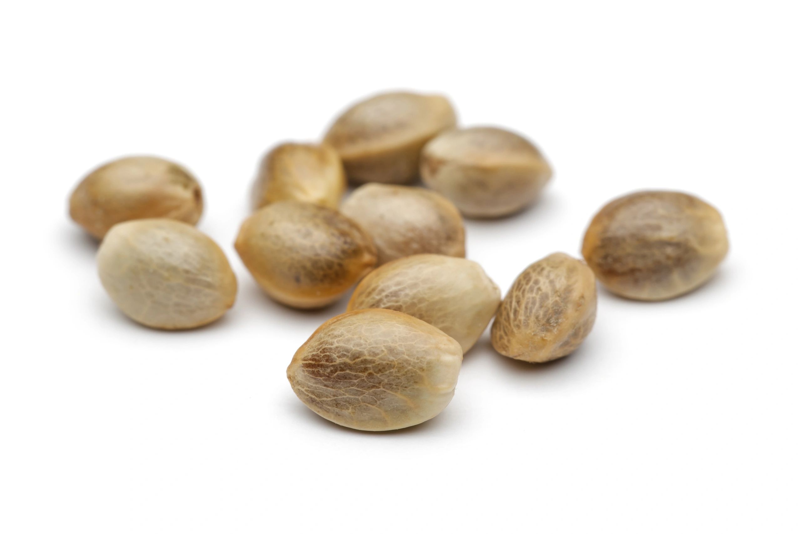 modern cannabis seeds