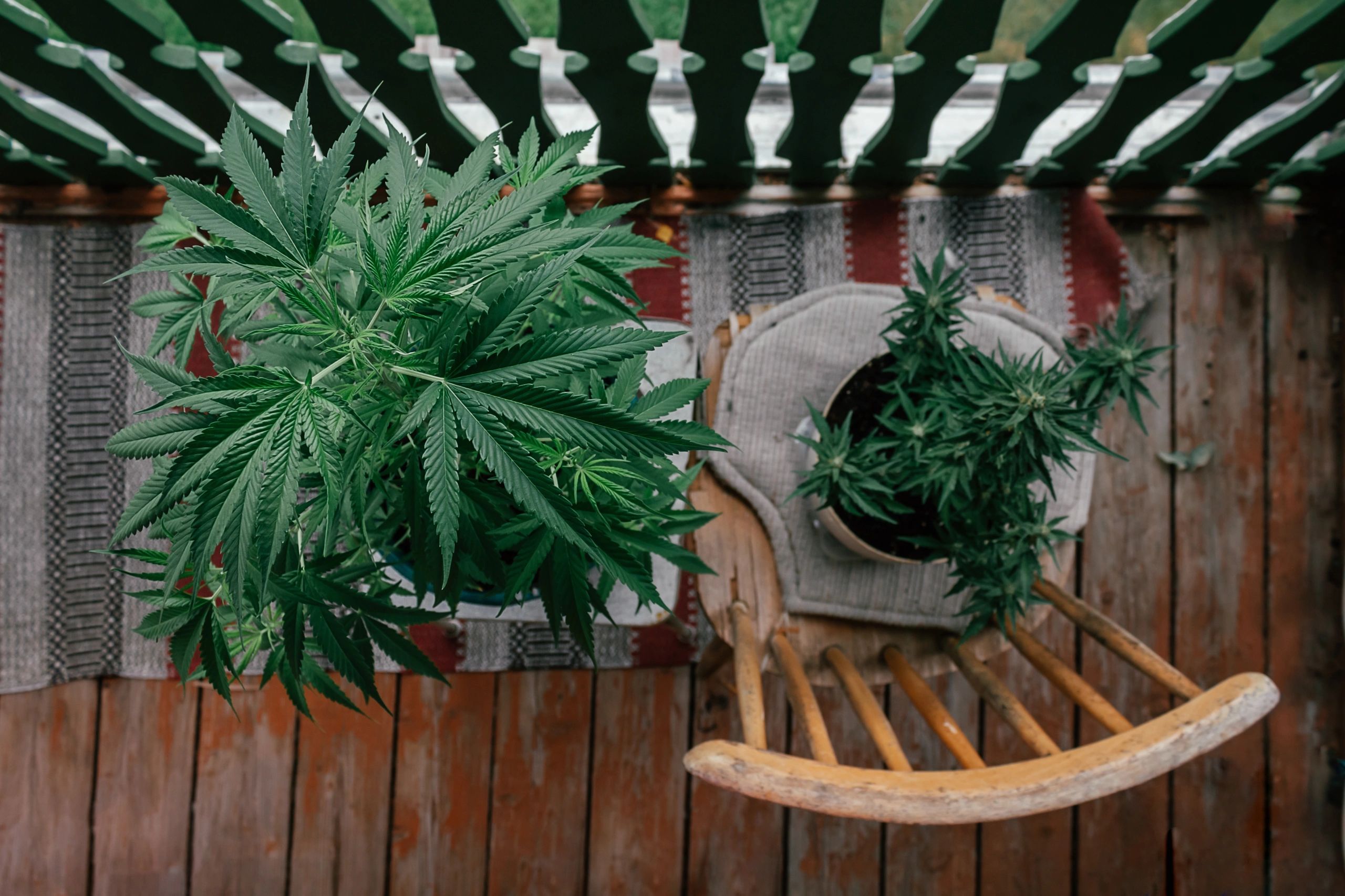 growing cannabis plants home garden