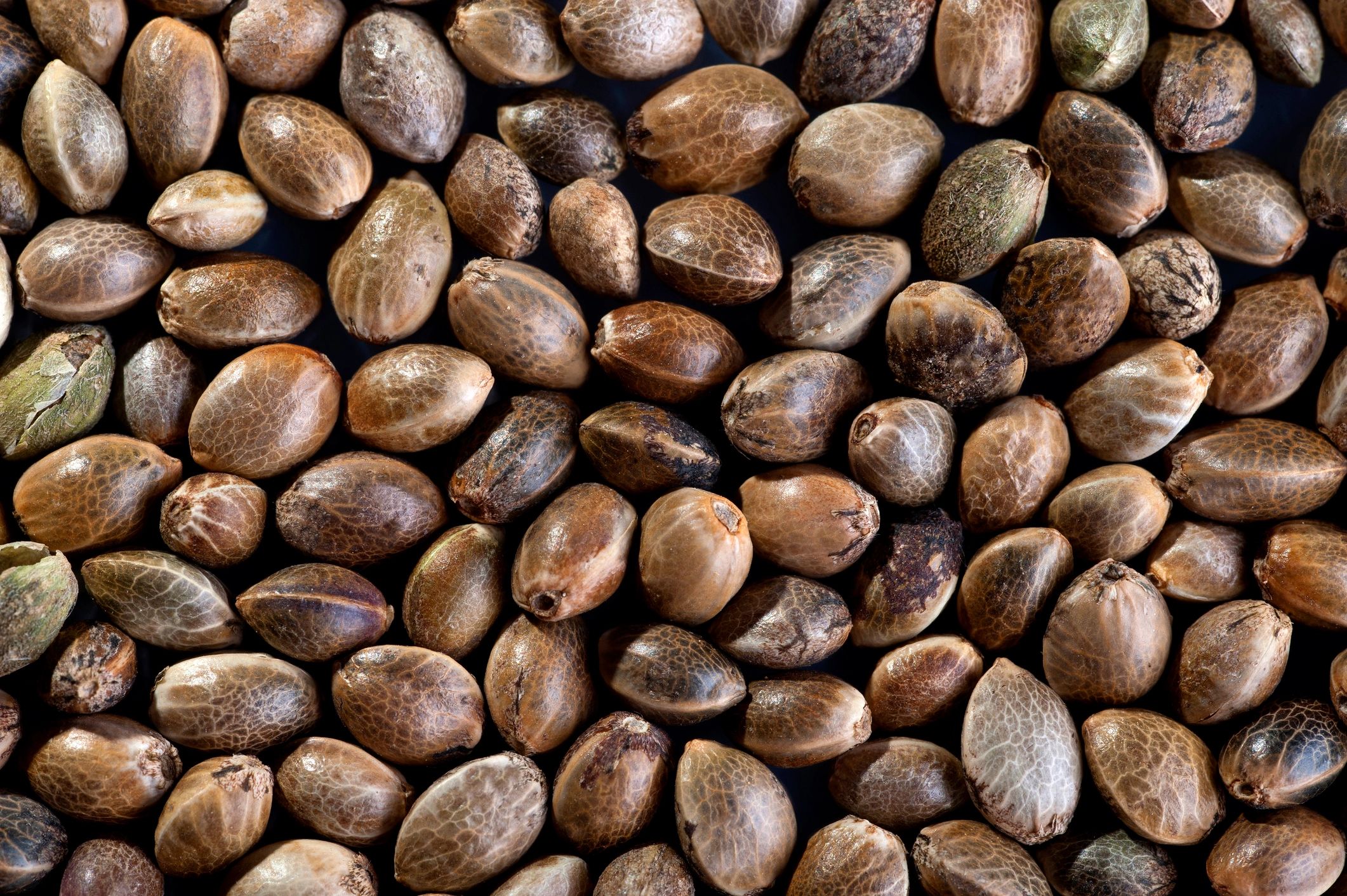 premium cannabis seeds closeup