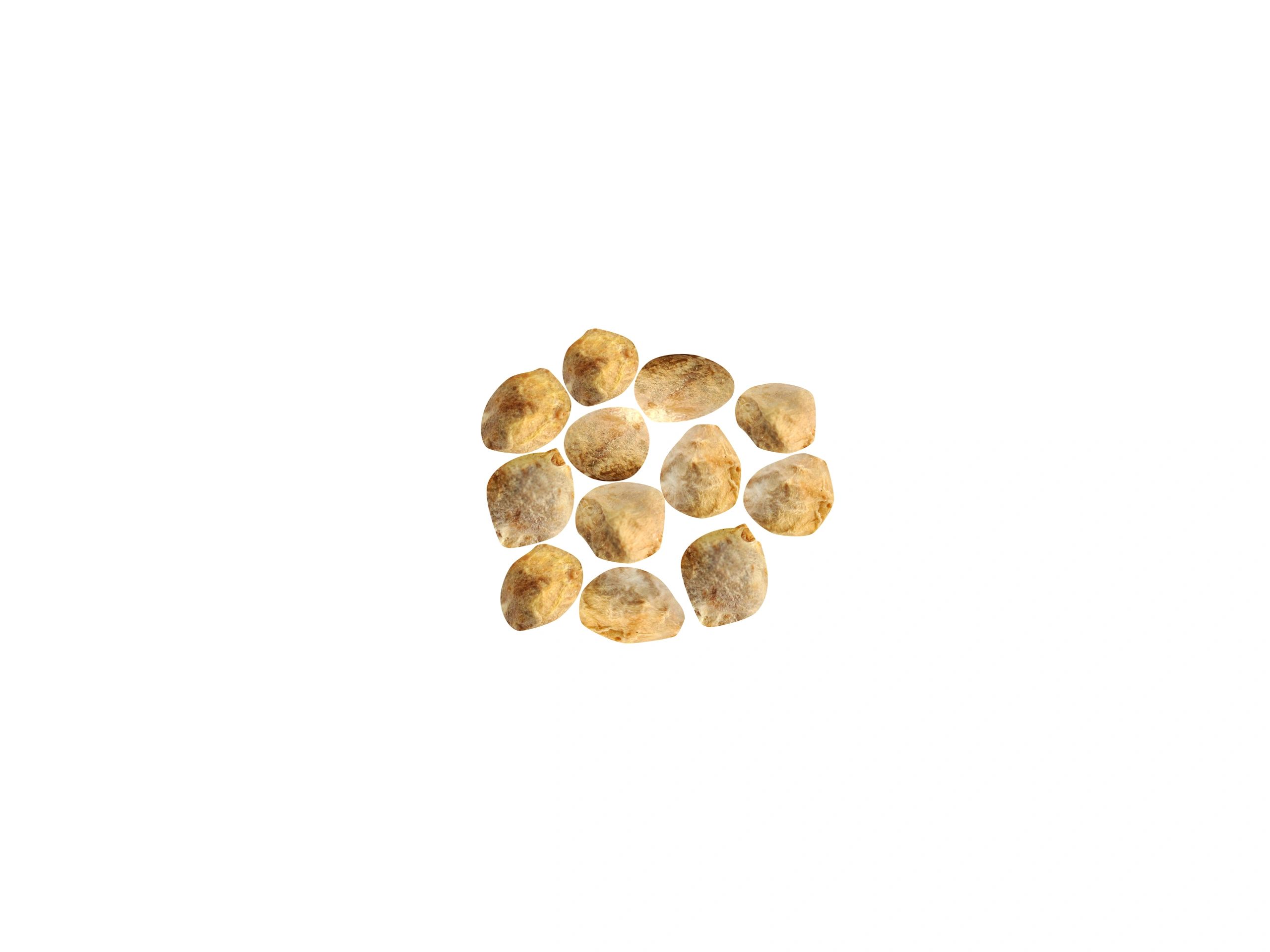kush cannabis seeds product photo