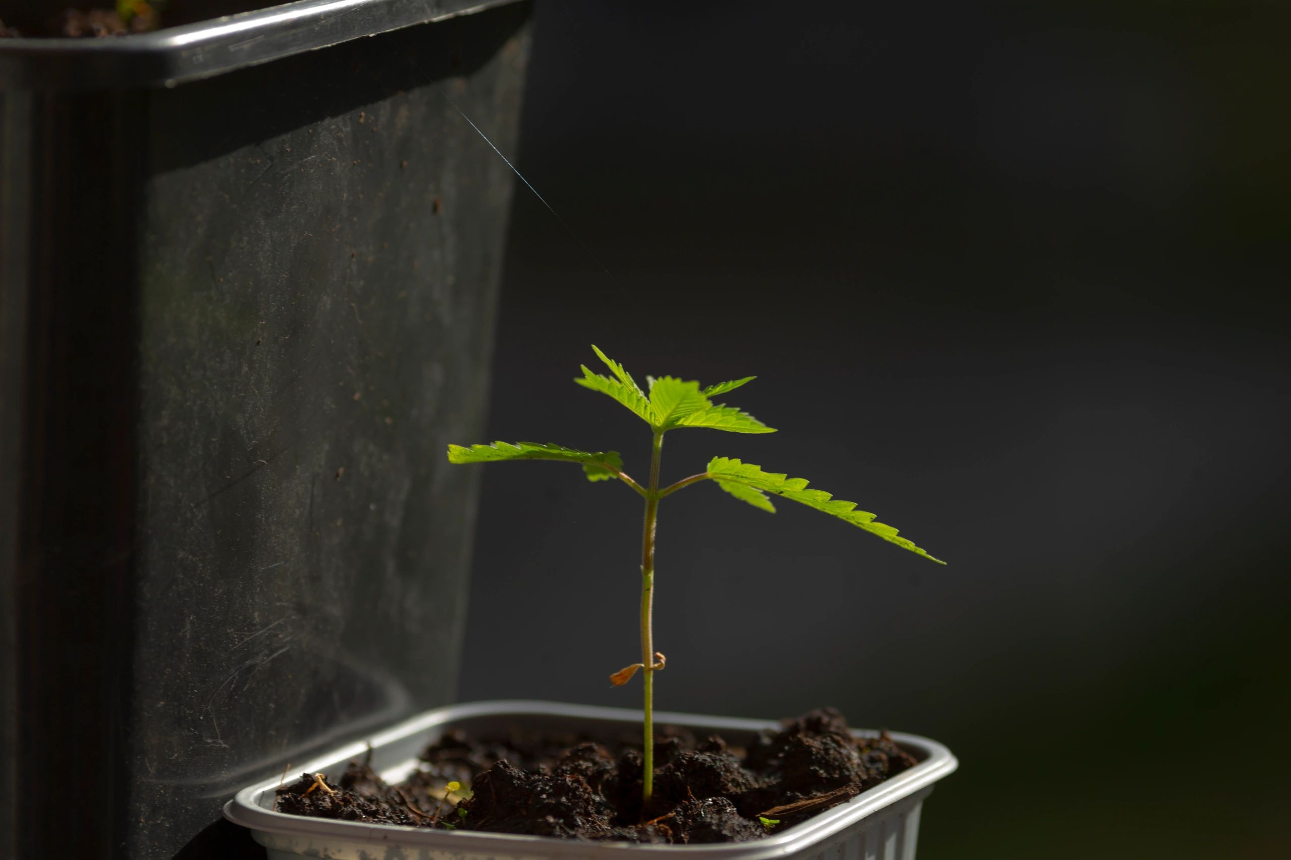 growing cannabis plants home garden
