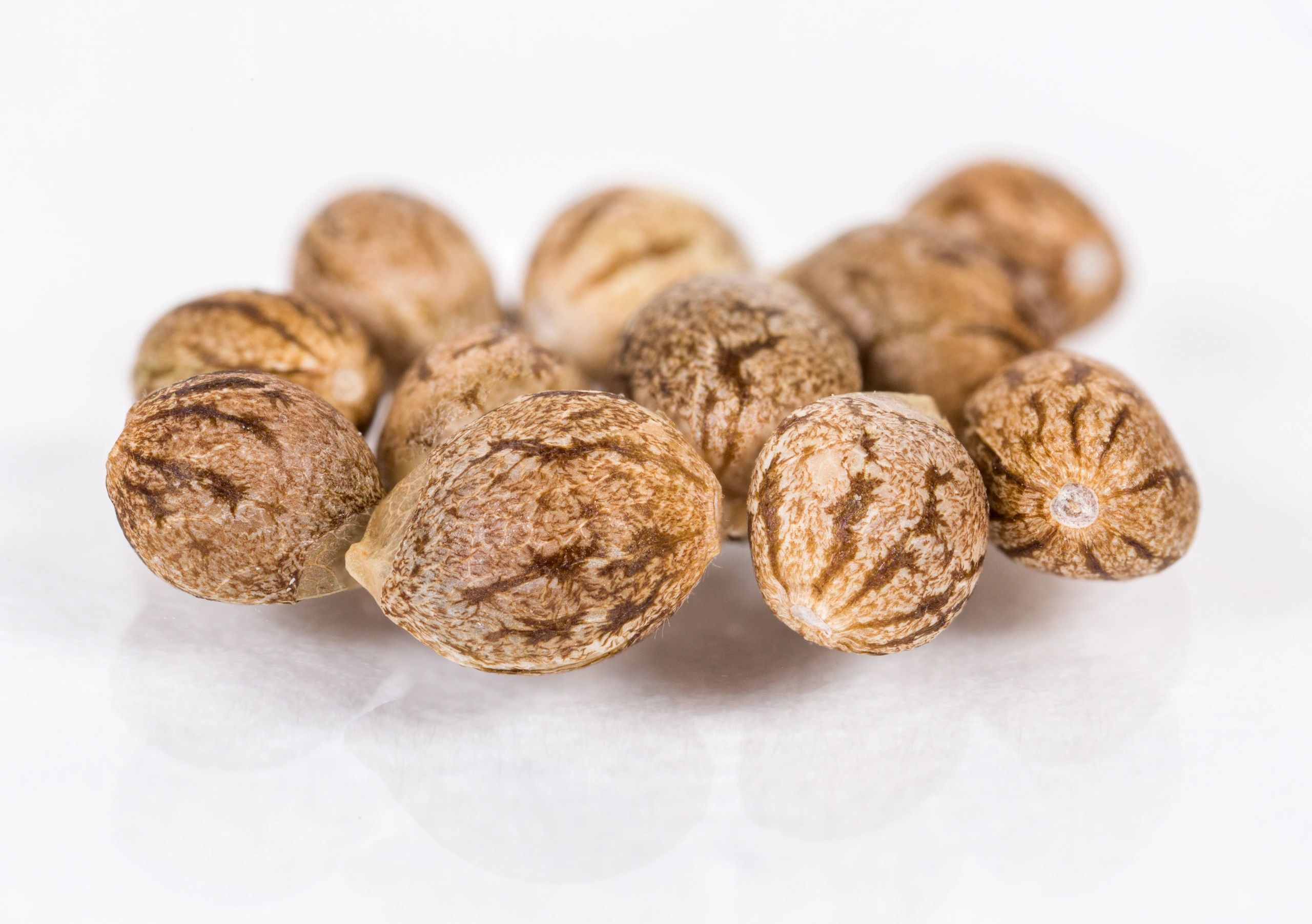 modern cannabis seeds