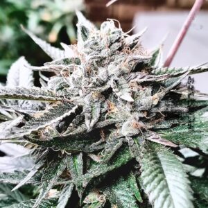 Neon Velvet Kush