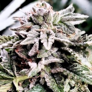 Platinum Polar Gelato