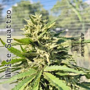 White Squattro
